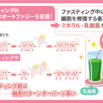 ファスティングで若々しい美肌を作るポイントは酵素ドリンクを飲むこと
